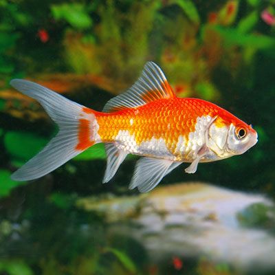 Carassius auratus   Goudvis sarasa 10-12